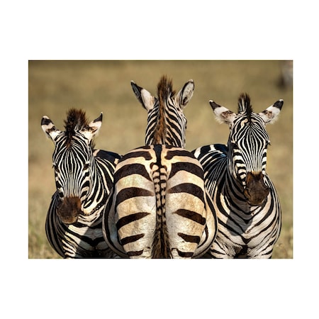 Hung Tsui 'Zebra 2' Canvas Art, 14x19